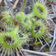 Image for article titled This carnivorous plant uses touch-sensitive tentacles to grab far-off prey